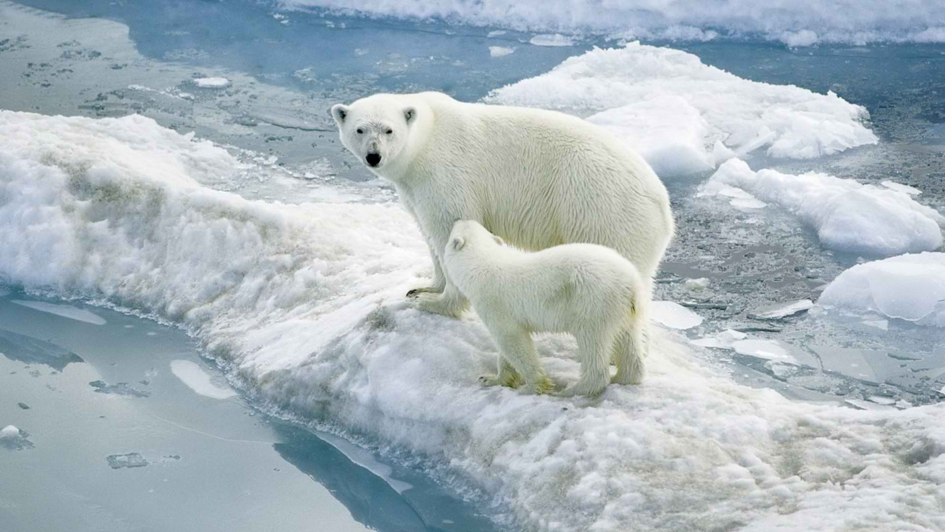 wallpaper-1447119.jpg