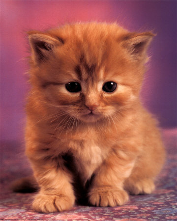 3133_Kitty_Posters.jpg