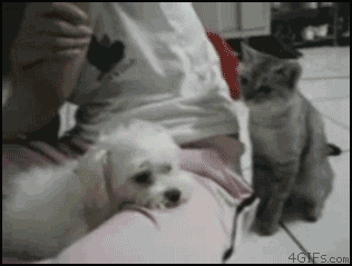 cat_provokes_dog.gif
