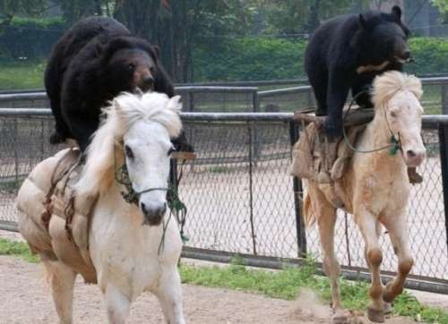 funny_awesome_animals_10.jpg