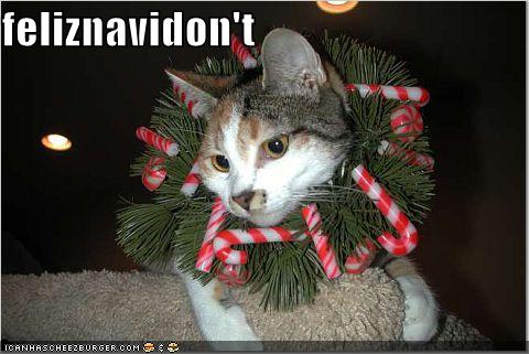 funny_pictures_christmas_cat_wreath.jpg