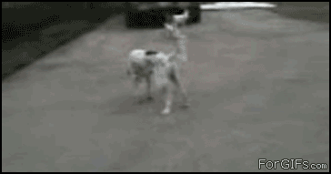 d175D.gif