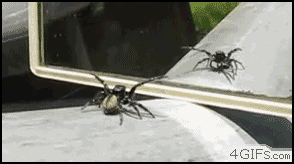 Spiders_reflection.gif