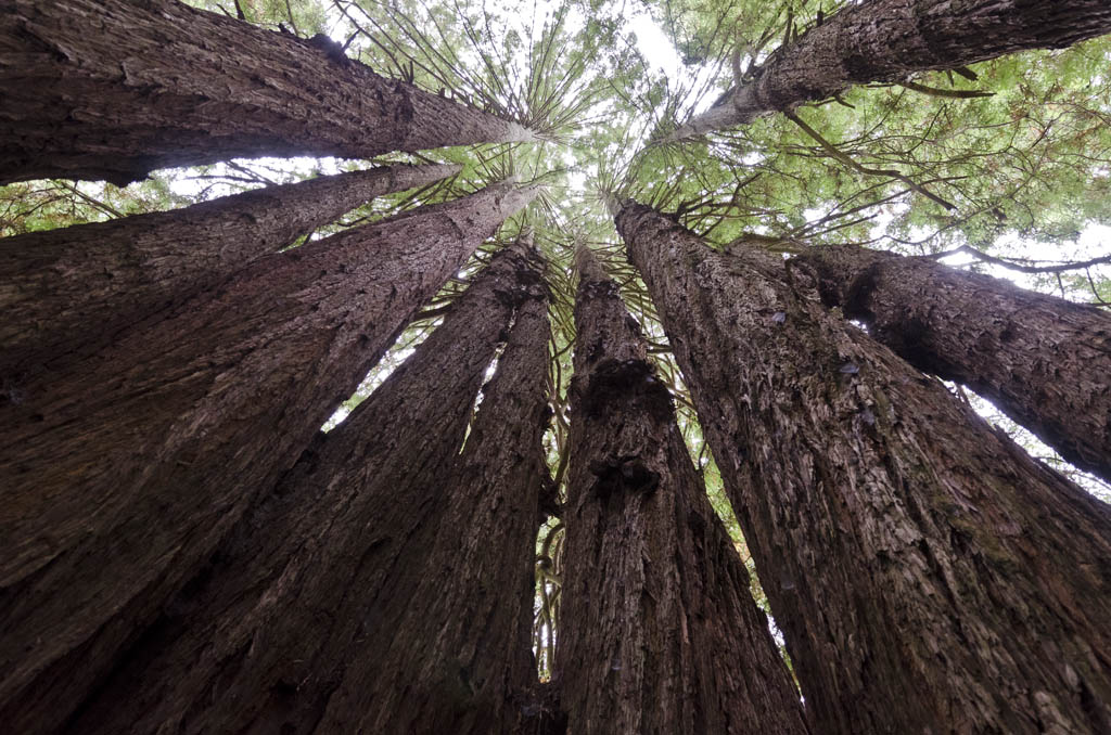 cathedraltree.jpg