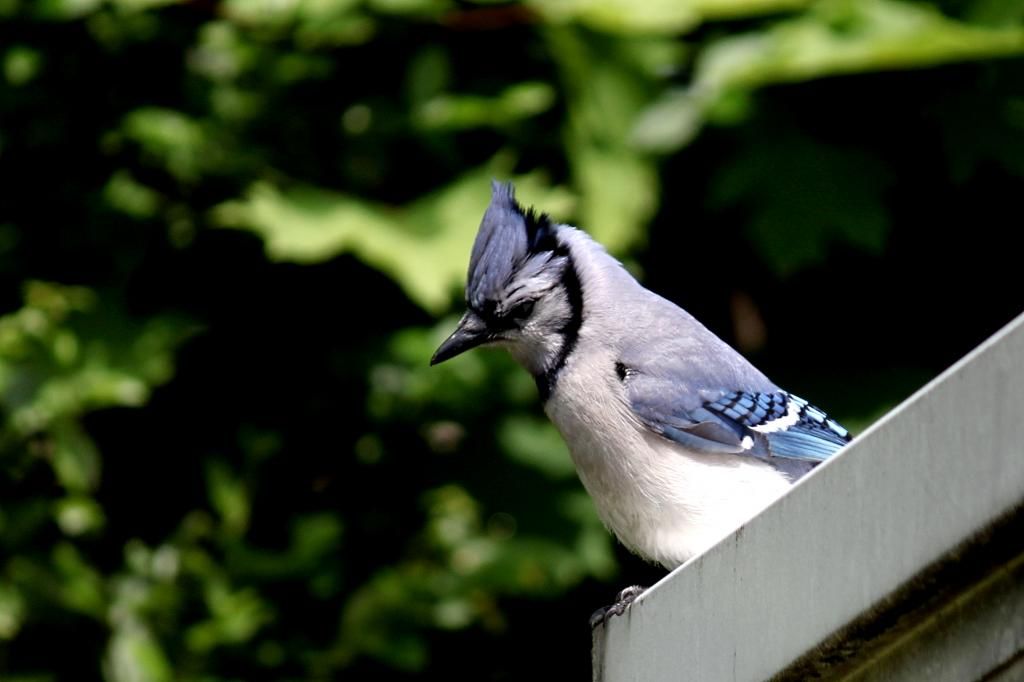 BlueJay_zpsc7f496d7.jpg