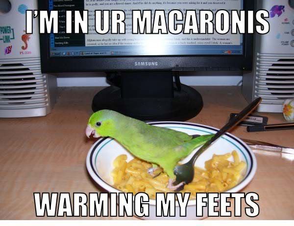 In_your_macaroni.jpg