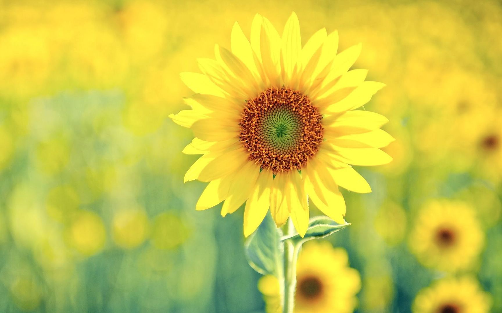 wallpaper-1845504.jpg
