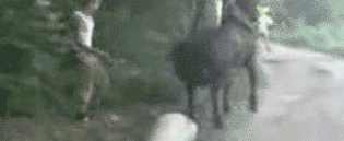 owN2Zsp.gif