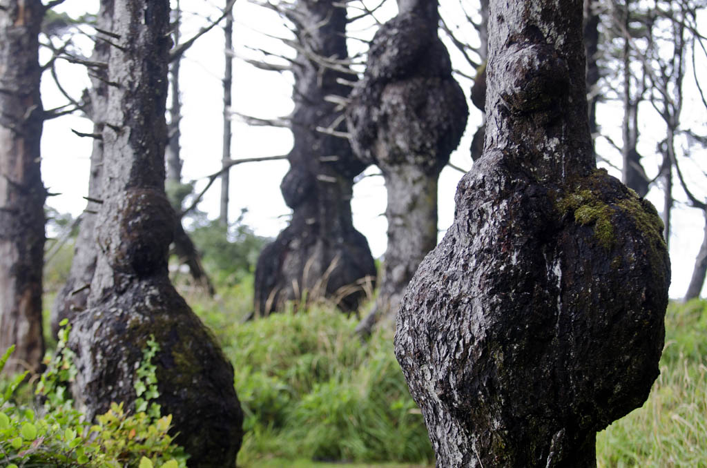 burlytrees.jpg