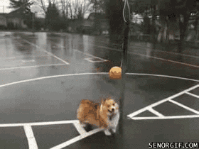 Oim7H.gif