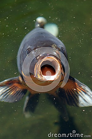 coi-fish-open-mouth-thumb1177848.jpg