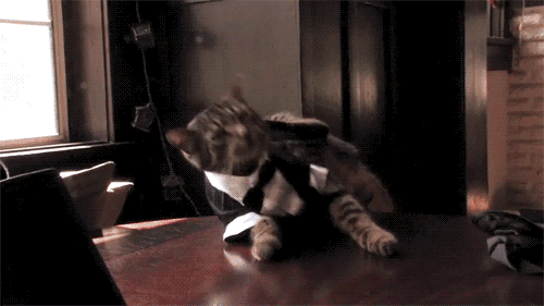 tumblr_llusz9ogy51qar3y2o1_500.gif
