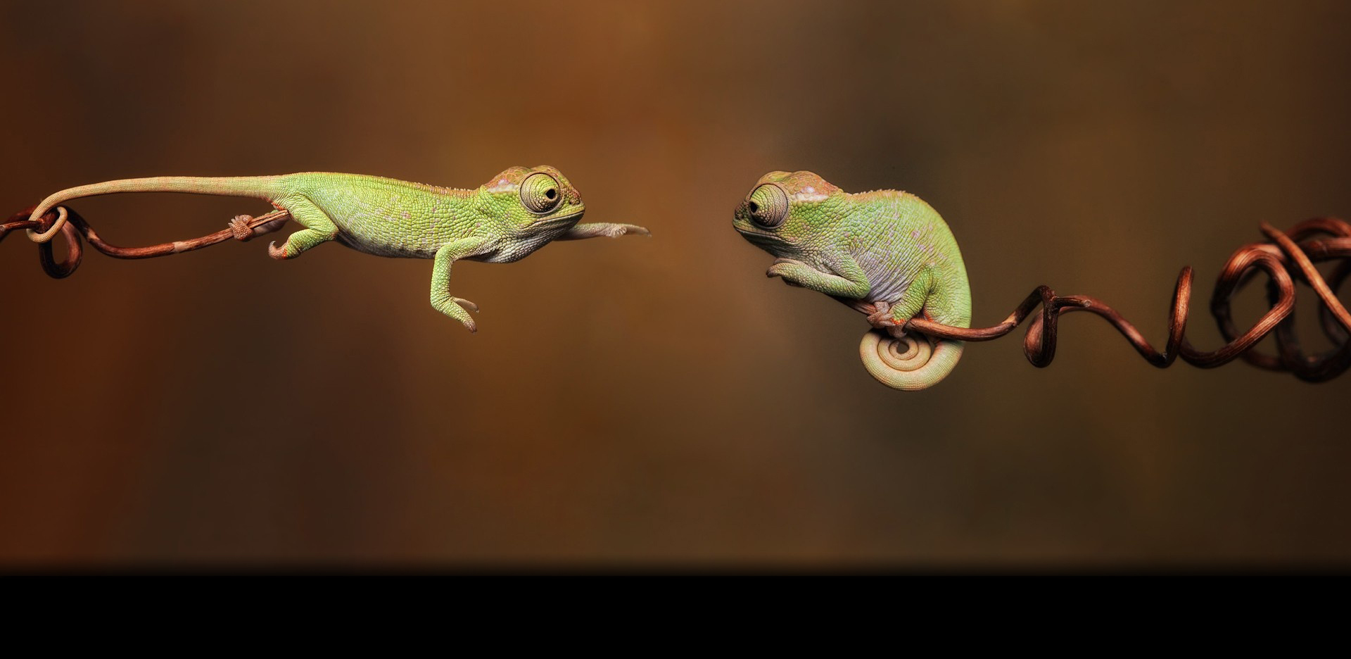 imidchameleon.jpg