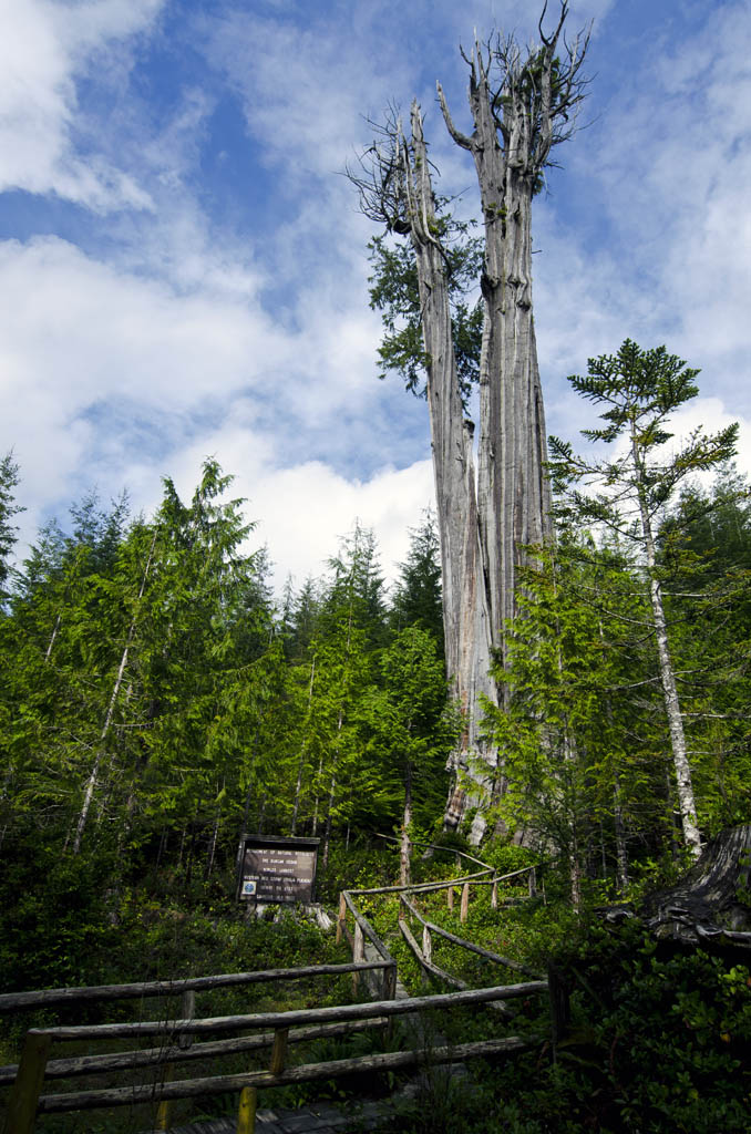 duncancedar.jpg