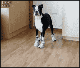 dogshoes.gif
