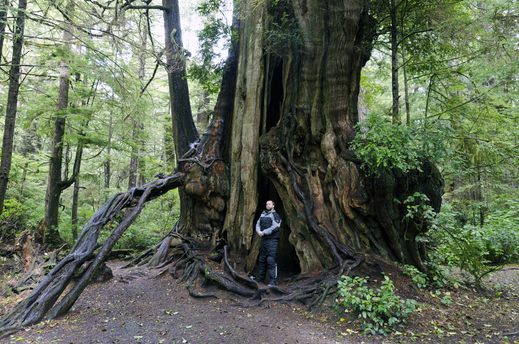 bigcedar.jpg