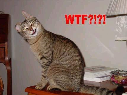 wtf_cat.jpg