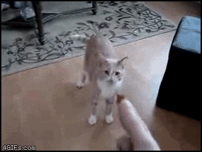 index-11.gif