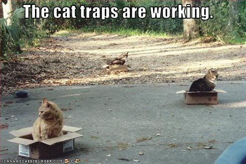 funny-pictures-cat-traps-are-workin.jpg