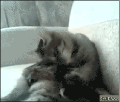 0E9cf.gif