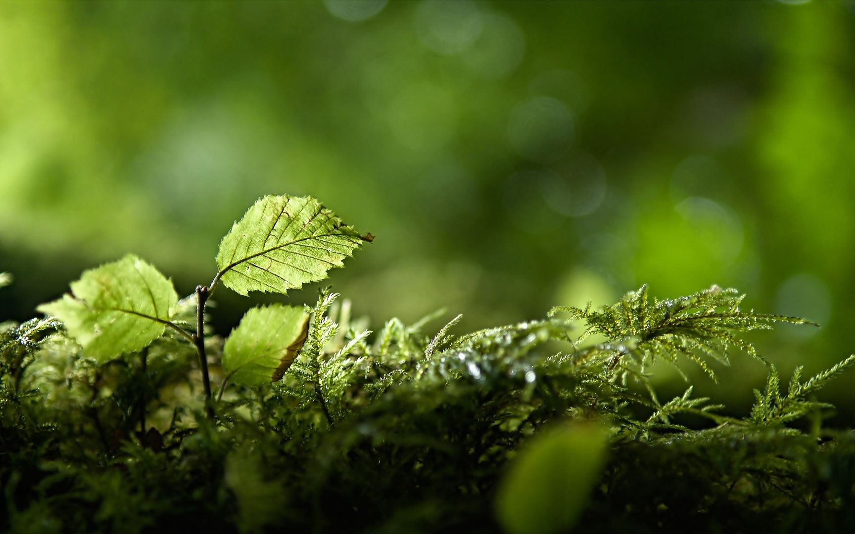 wallpaper-1407976.jpg