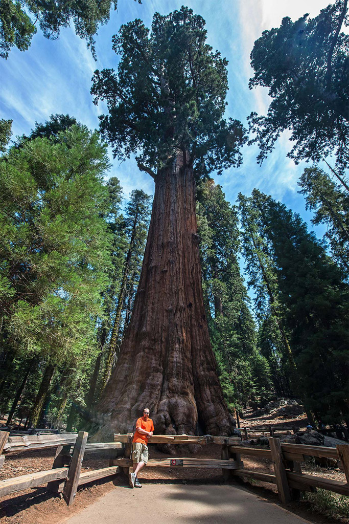 mikeshermantree.jpg