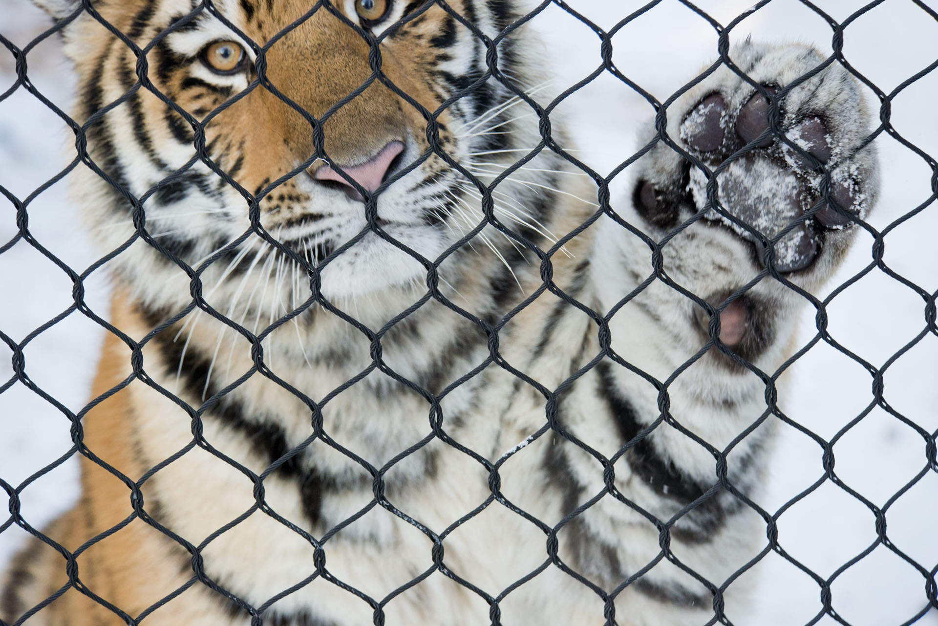 siberiantigercub.jpg