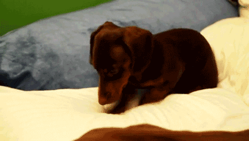 XhNZv.gif