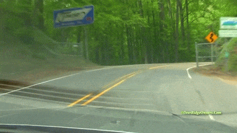 giphy.gif