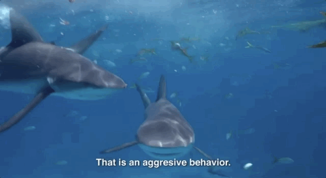 source.gif