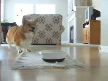 tumblr_lo058ivf961qi63mr.gif
