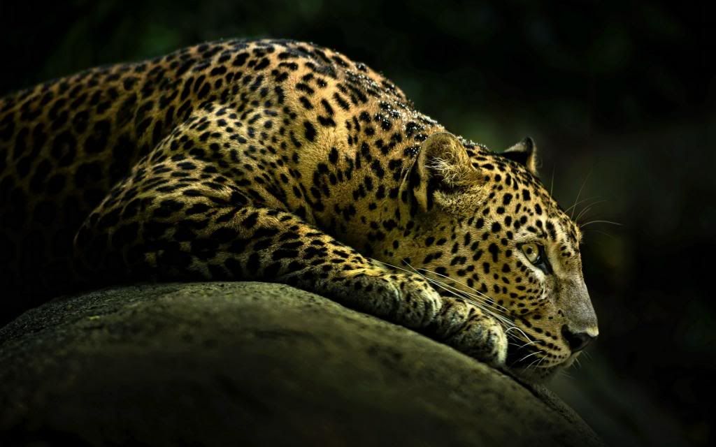 wallpaper-2334512_zpsbbaf46e4.jpg