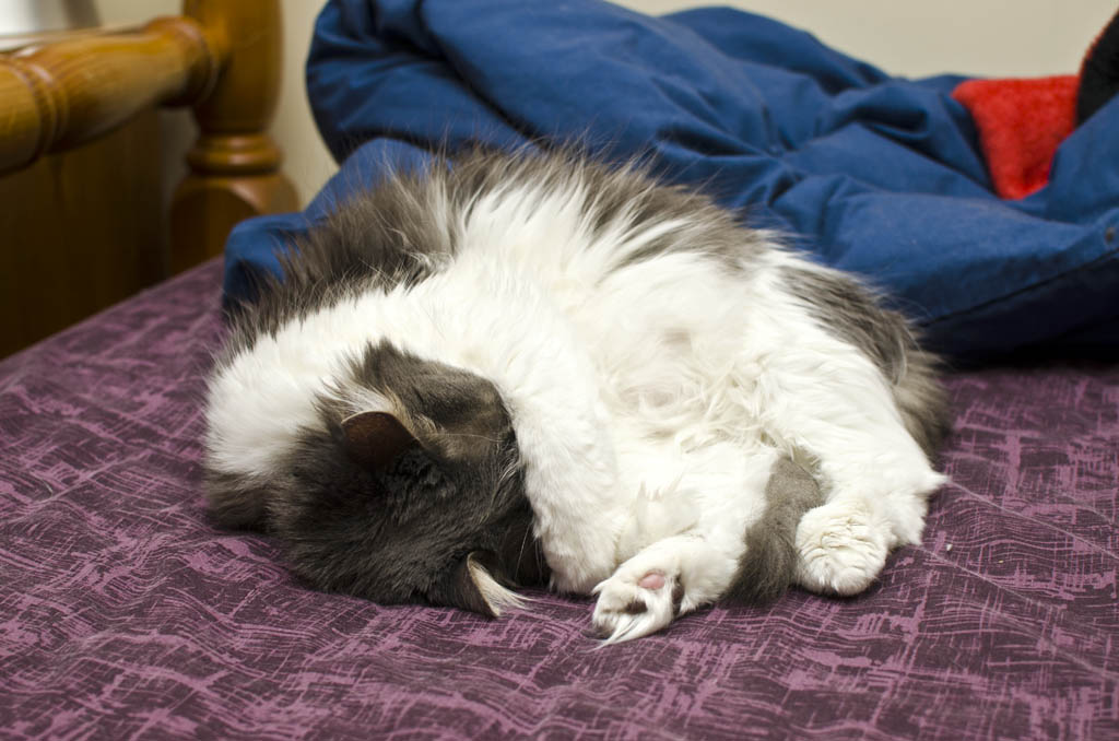 bustorissleepy2.jpg