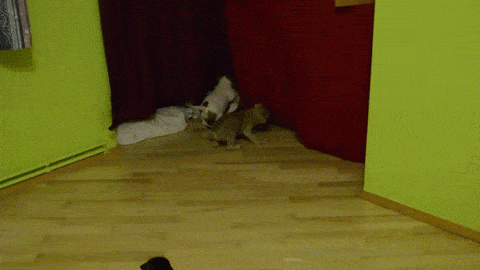 gifs_01.gif