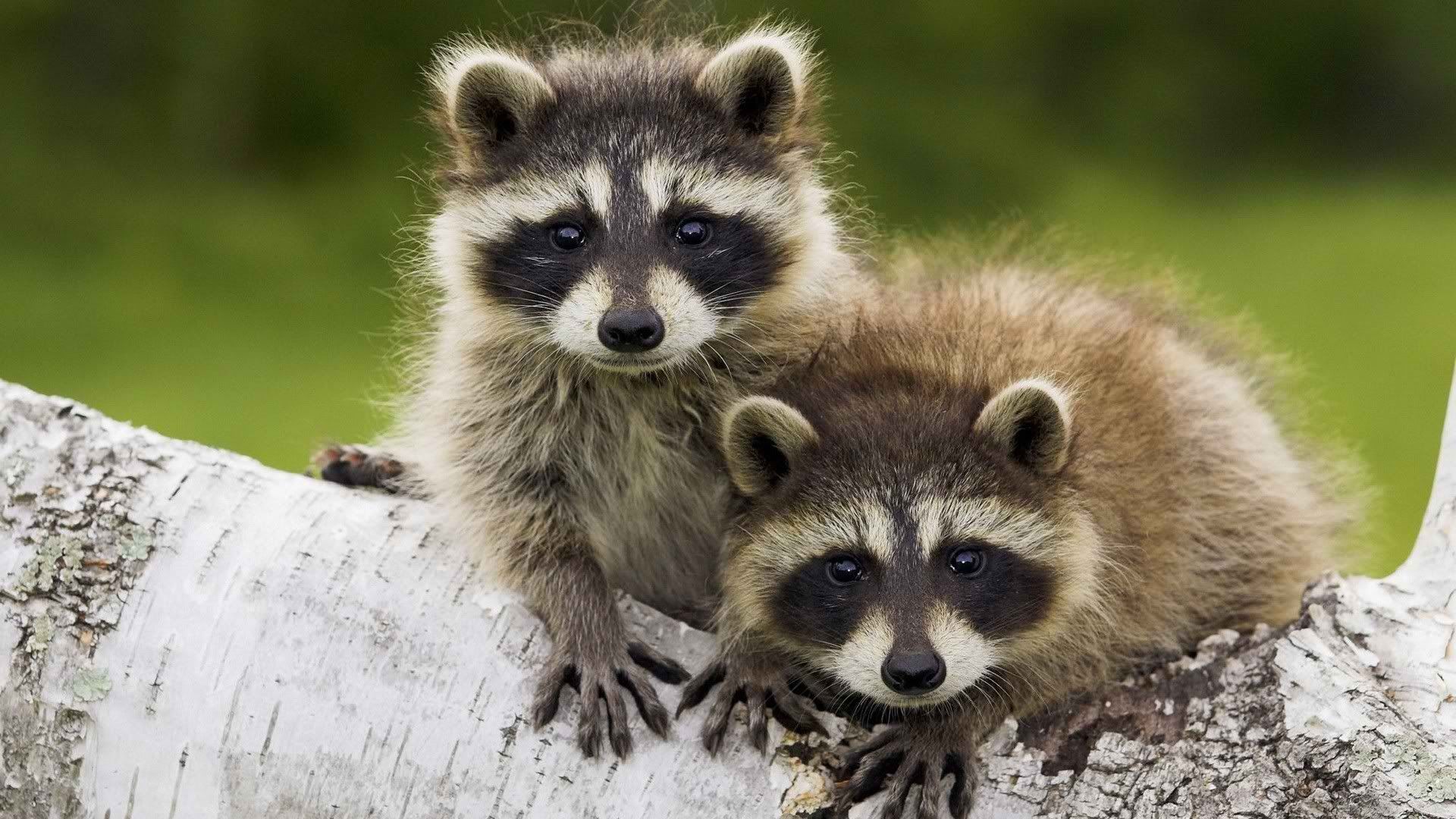 wallpaper-1447577.jpg