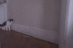 tumblr_m2e1g1zL881rnvwt1.gif