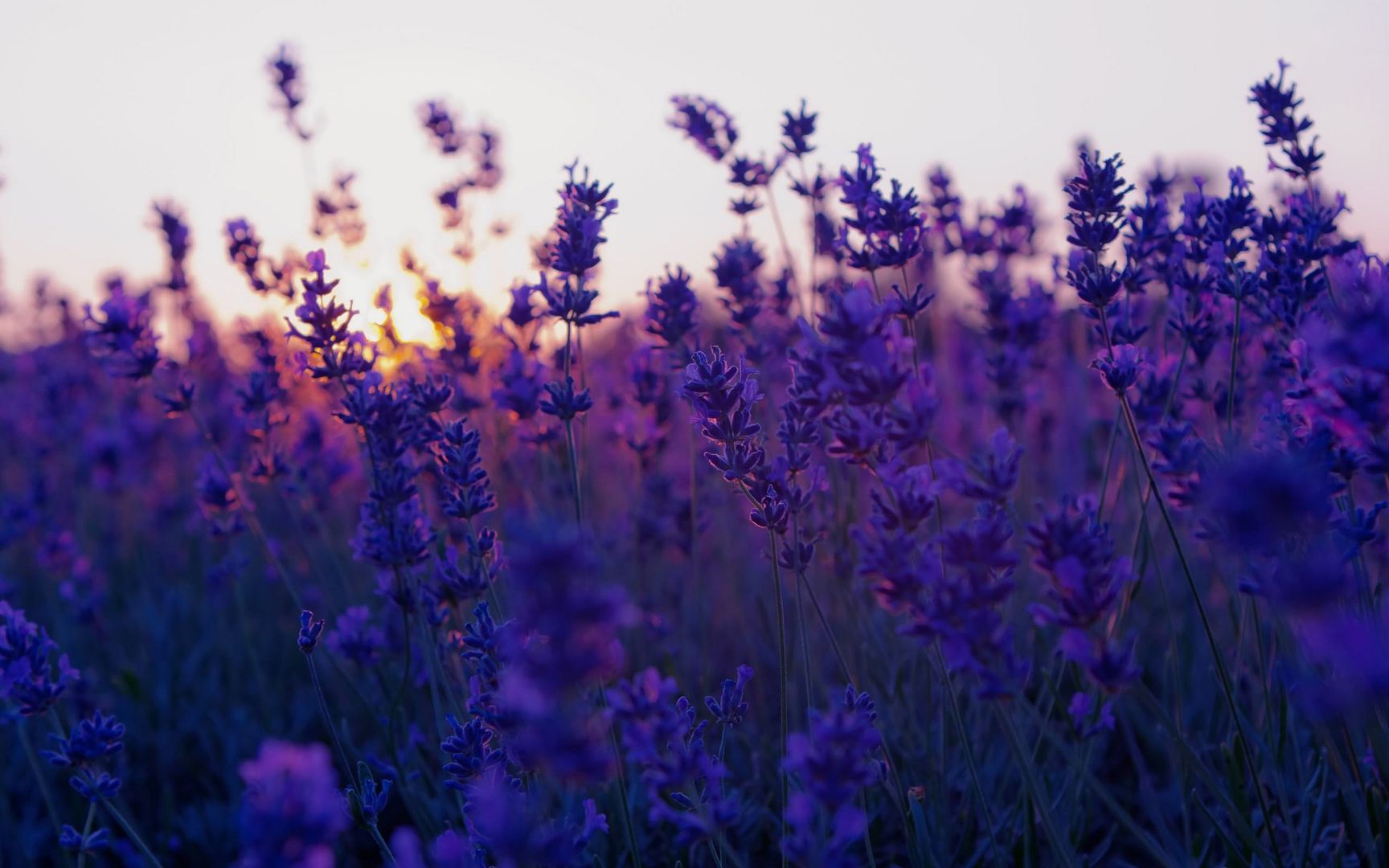 wallpaper-1373435.jpg