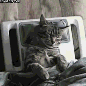 massage_kitty.gif