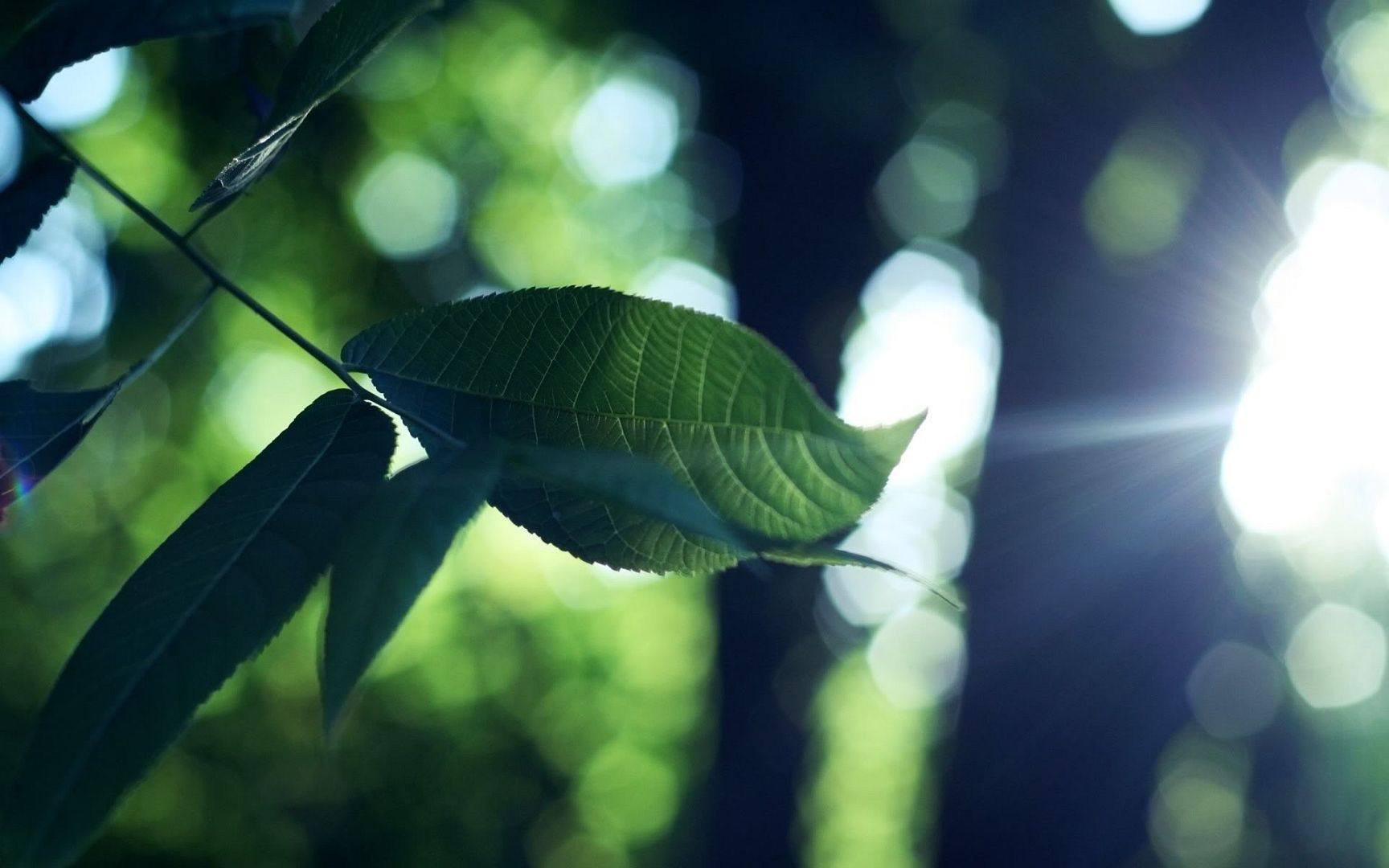 wallpaper-1832196.jpg