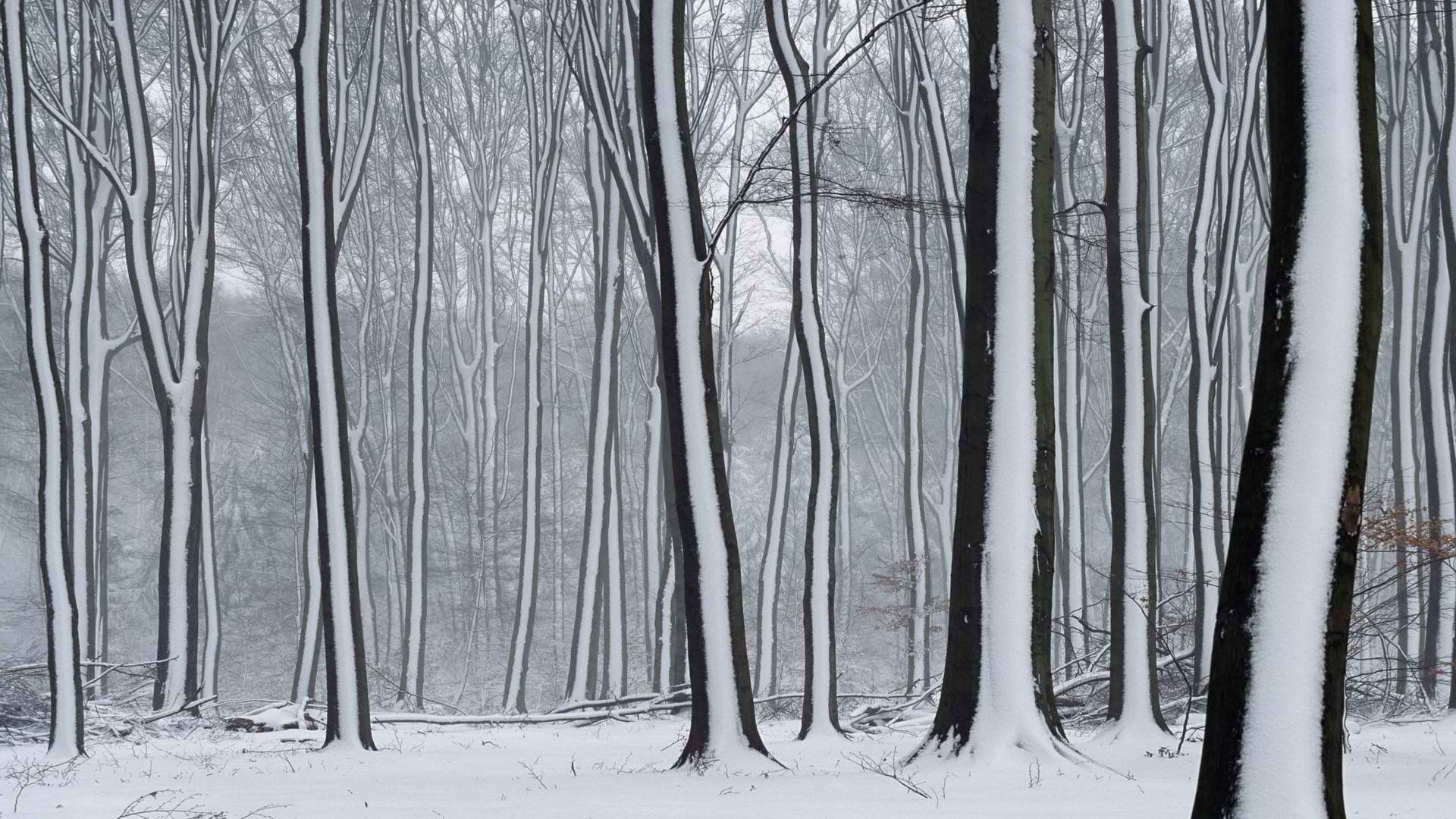 wallpaper-1447138.jpg