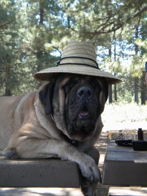 awesome_animal_pets_16.jpg