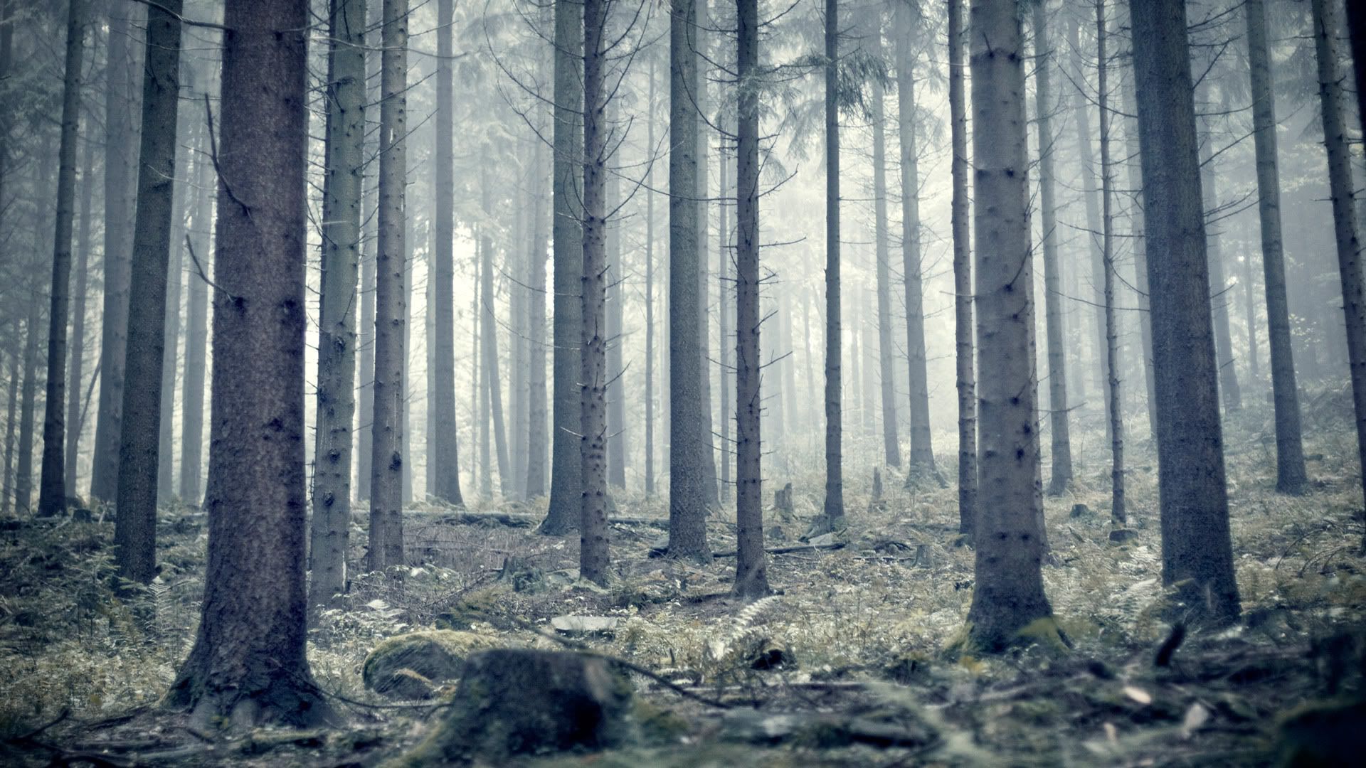 02725_morningmist_1920x1080.jpg