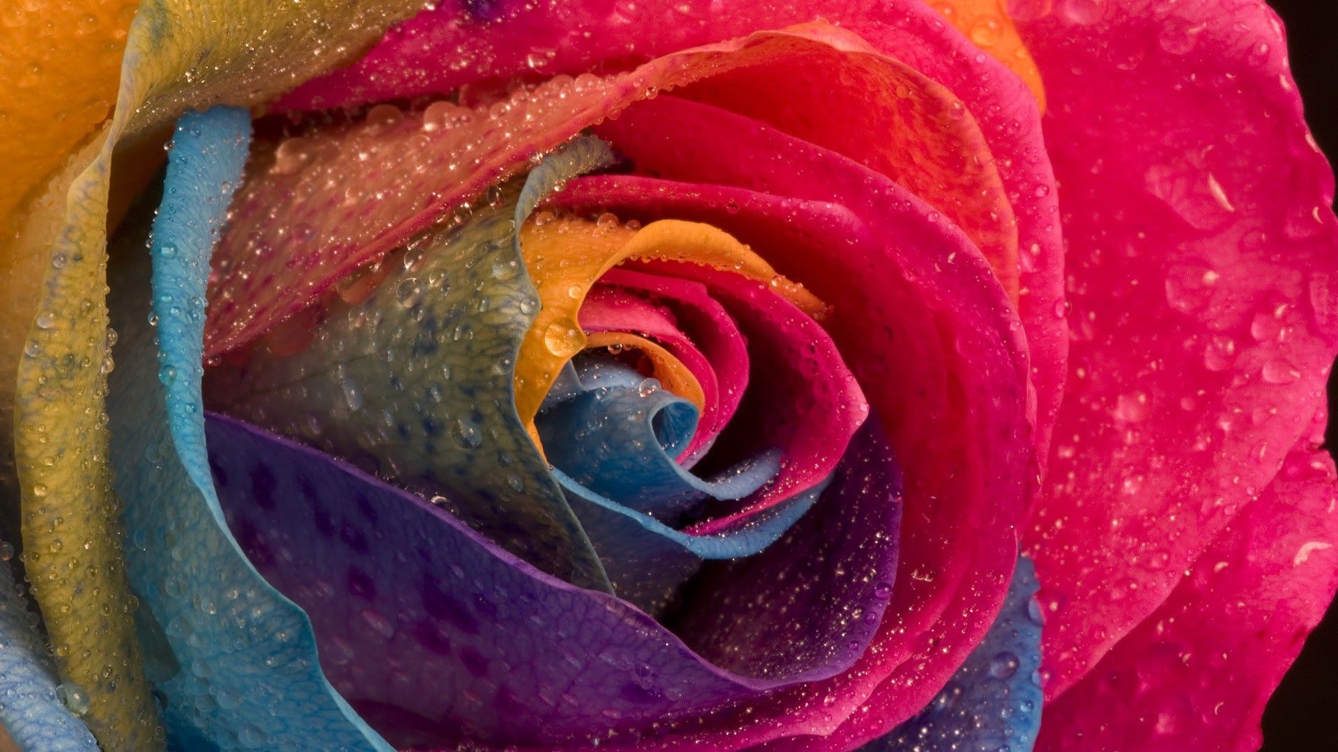 wallpaper-1442277.jpg