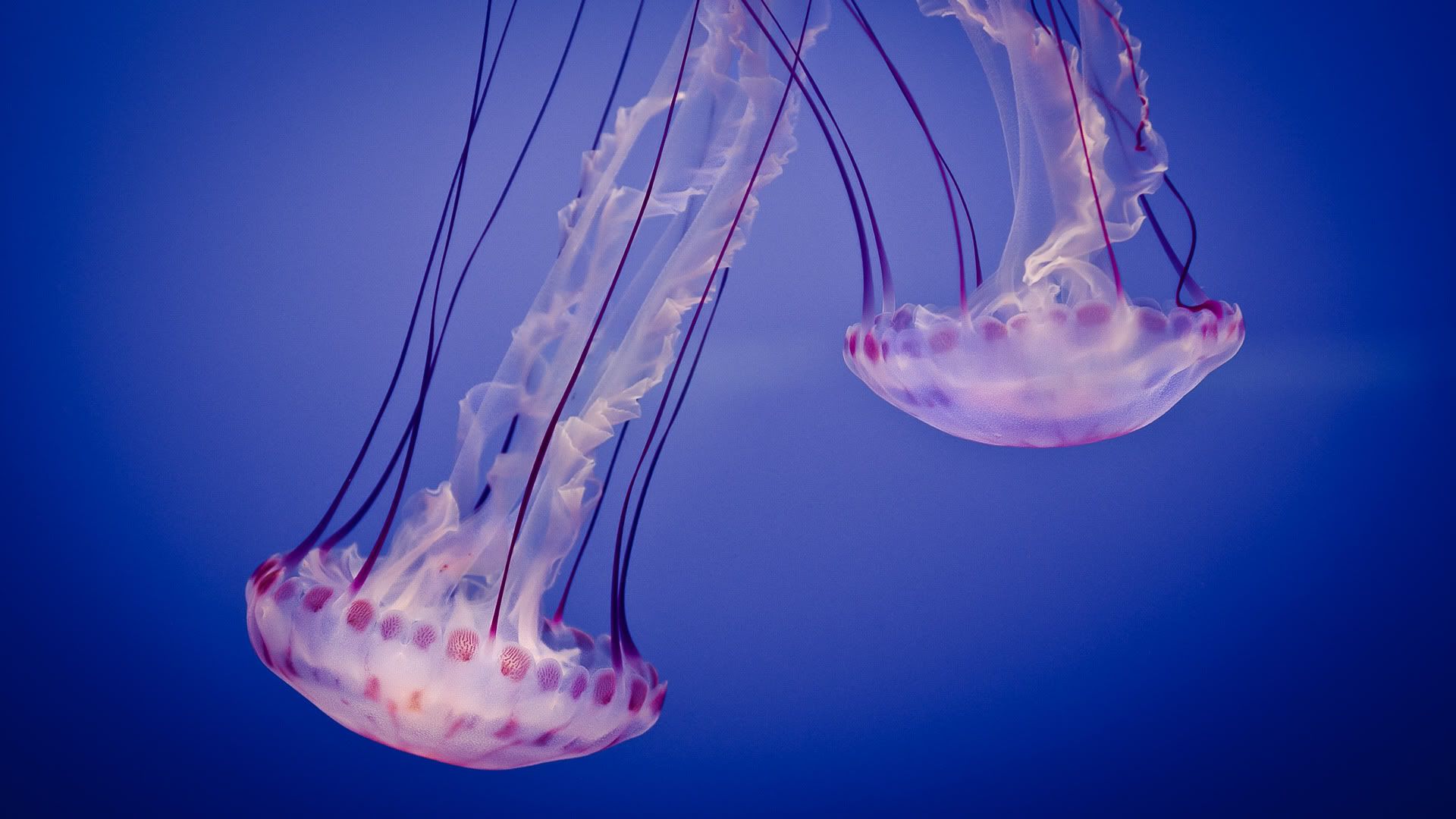 02618_jellyfiesta_1920x1080.jpg