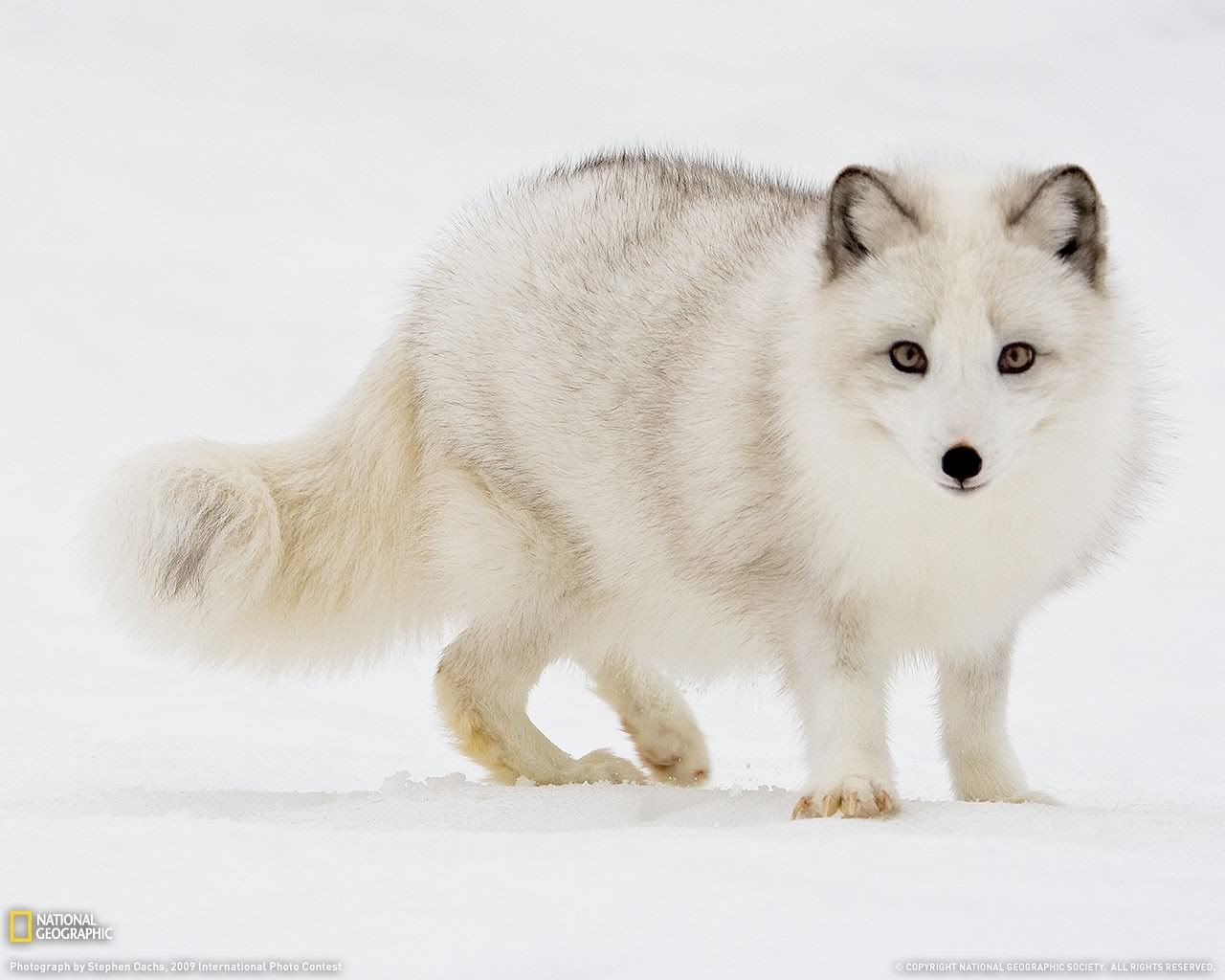 wallpaper-1597679png.jpg
