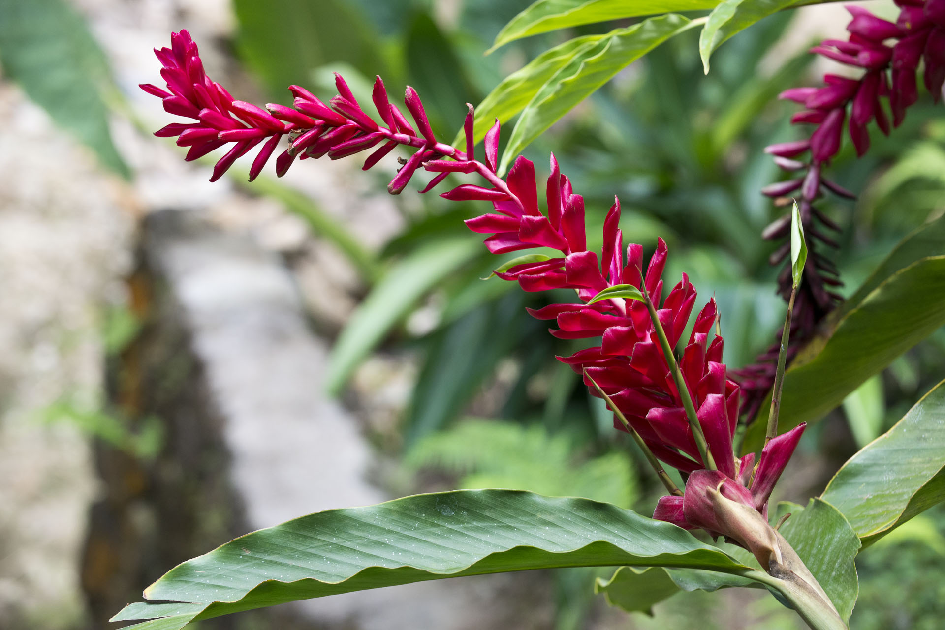 stluciaflower.jpg