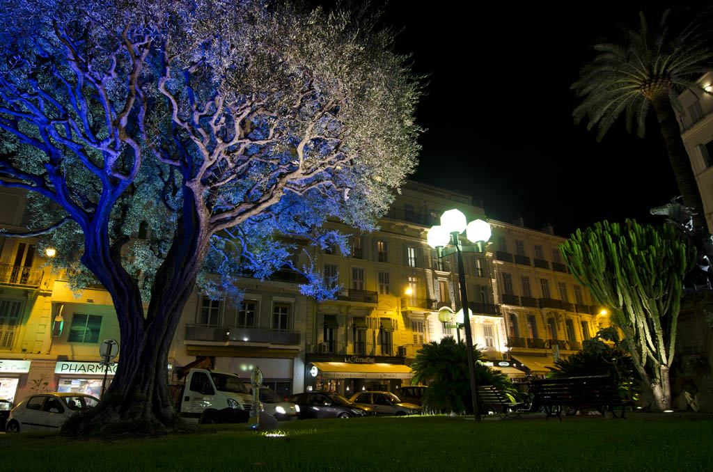 cannesilluminatedtree.jpg