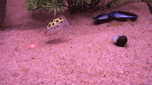 tumblr_m1nm5knbmu1qfjvzrqa.gif