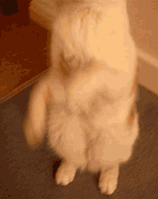 kuu7T.gif