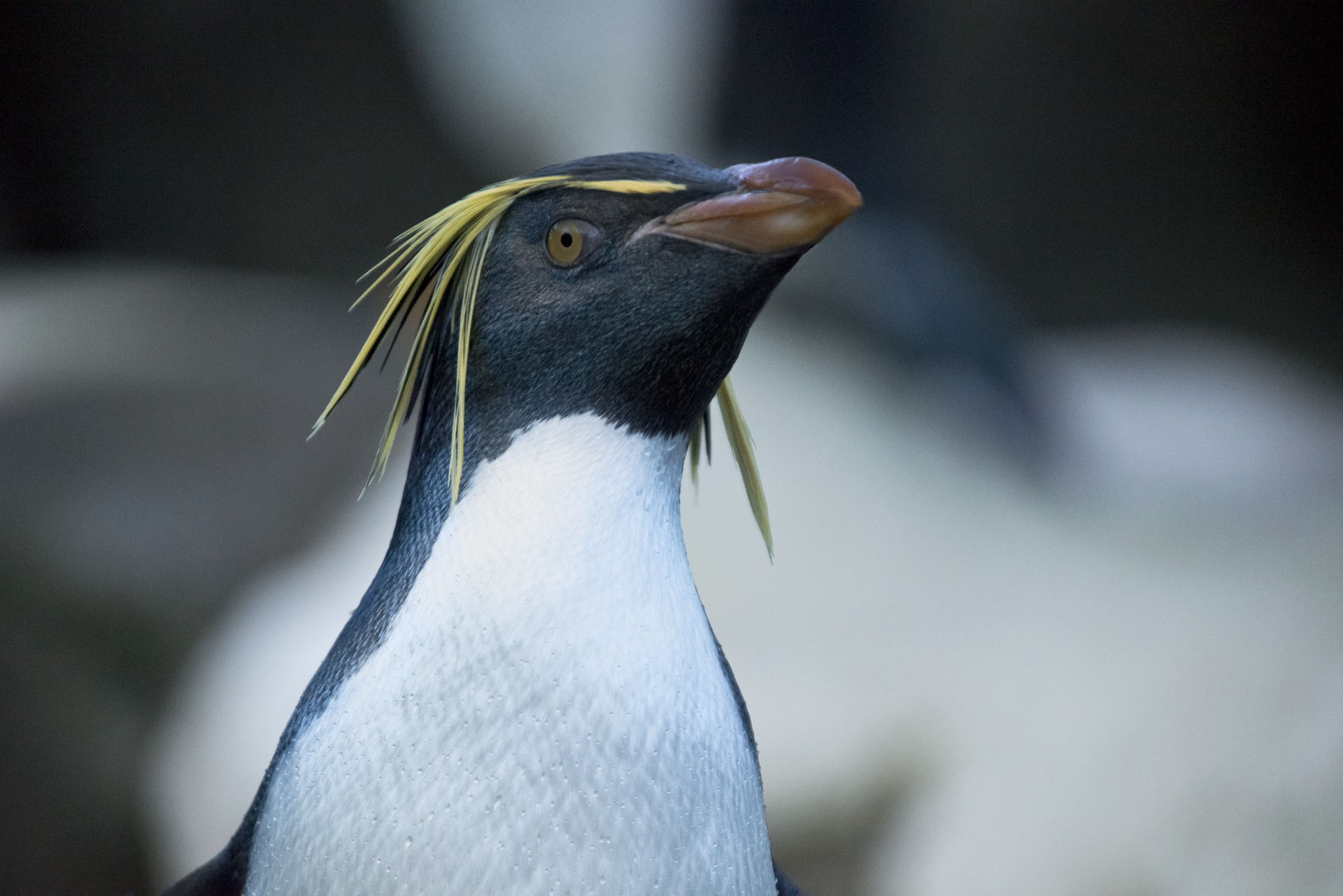 rockhopperpenguin.jpg